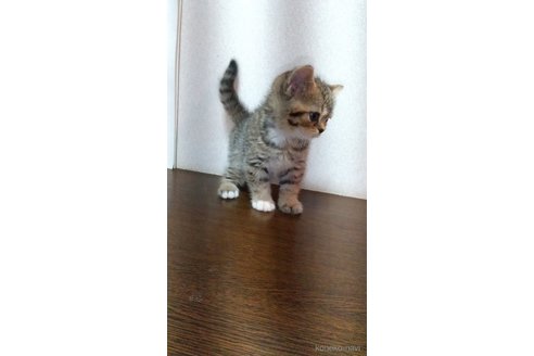 成約済の栃木県のスコティッシュフォールド-89349の4枚目