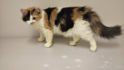成約済の栃木県のマンチカン-83510の5枚目