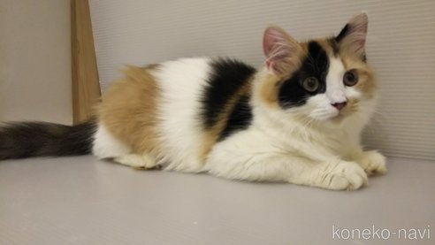 成約済の栃木県のマンチカン-83510の2枚目