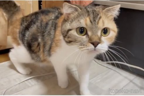 おかかちゃん1枚目