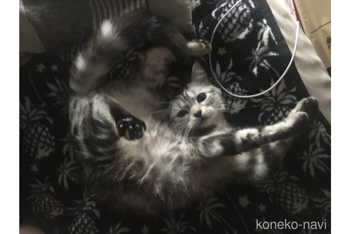 の愛知県の-