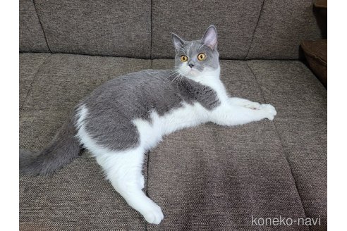成約済の埼玉県のブリティッシュショートヘア-69969の6枚目