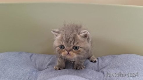 成約済の岐阜県のエキゾチックショートヘア-90060の2枚目