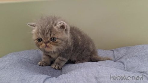 成約済の岐阜県のエキゾチックショートヘア-90060の4枚目