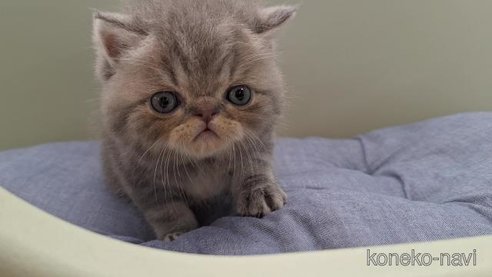 成約済の岐阜県のエキゾチックショートヘア-90060の6枚目