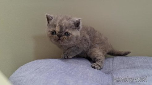 成約済の岐阜県のエキゾチックショートヘア-90061の2枚目