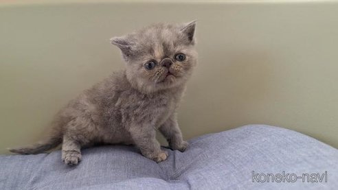 成約済の岐阜県のエキゾチックショートヘア-90061の5枚目