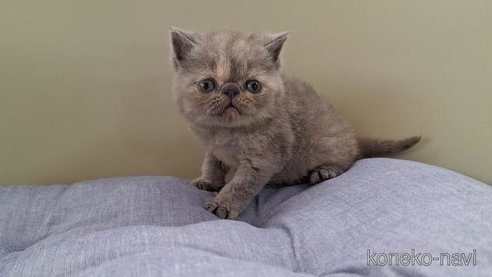 成約済の岐阜県のエキゾチックショートヘア-90061の3枚目