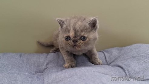 成約済の岐阜県のエキゾチックショートヘア-90061の6枚目