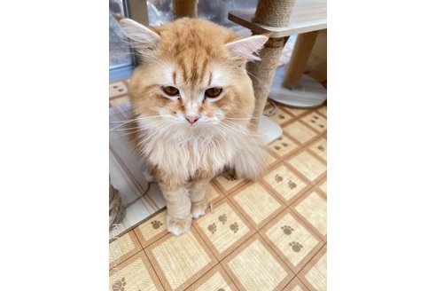 シャンクスくん1枚目