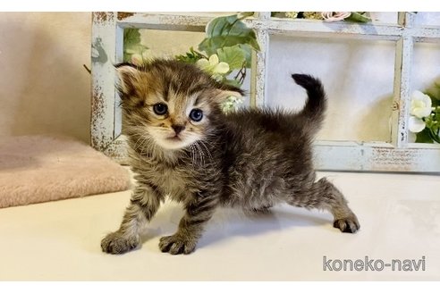 成約済の大阪府のラガマフィン-90085の10枚目