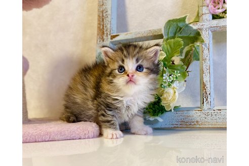 成約済の大阪府のラガマフィン-90086の13枚目