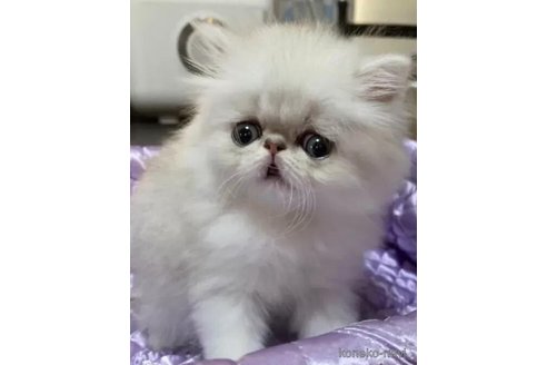 成約済の大阪府のペルシャ(チンチラ)-90115の2枚目