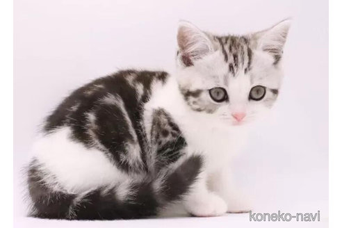 成約済の三重県のスコティッシュフォールド-90136の2枚目