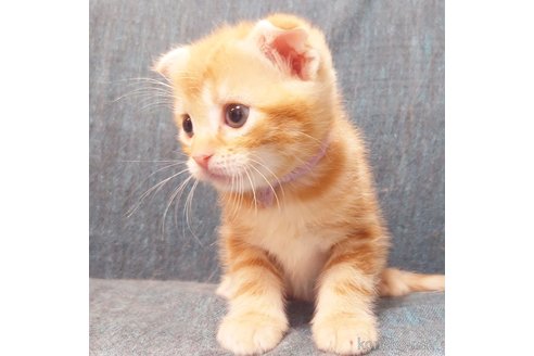 成約済の群馬県のスコティッシュフォールド(折れ耳)-89685の3枚目