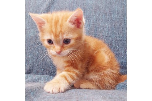 成約済の群馬県のスコティッシュフォールド-89688の9枚目