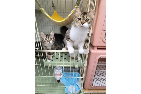 成約済の東京都のスコティッシュフォールド-77409の2枚目