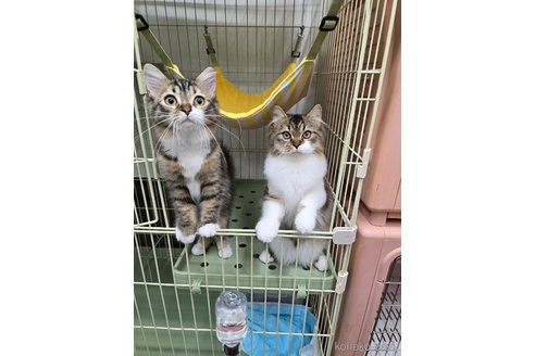 成約済の東京都のマンチカン-80382の2枚目