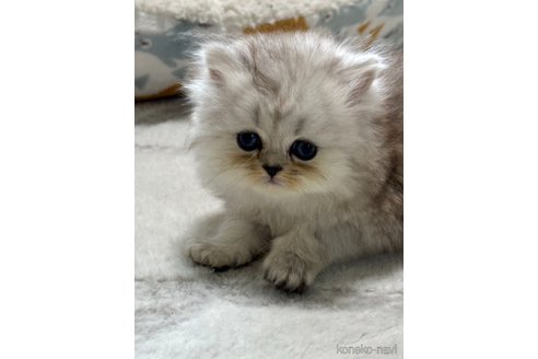 成約済の奈良県のペルシャ(チンチラ)-90165の5枚目