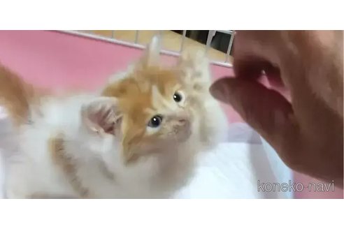 成約済の京都府のマンチカン-90199の5枚目