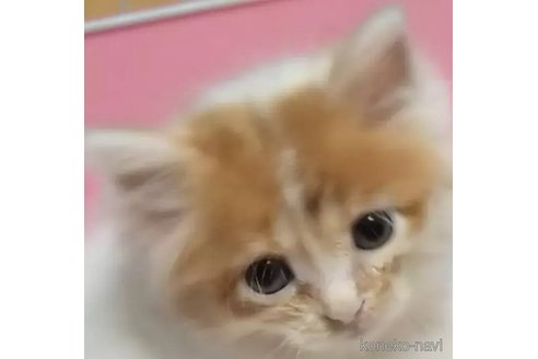 成約済の京都府のマンチカン-90199の2枚目