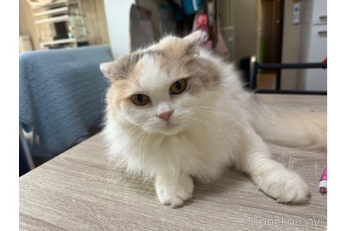 成約済の千葉県のラガマフィン-90204の1枚目