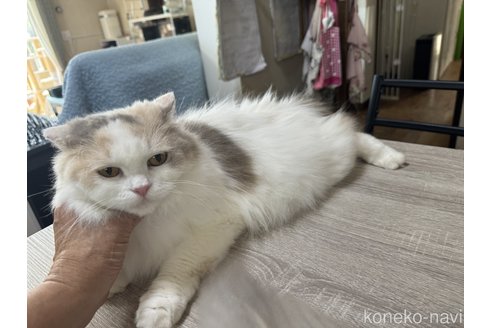 成約済の千葉県のラガマフィン-90204の3枚目