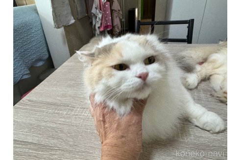 成約済の千葉県のラガマフィン-90204の2枚目