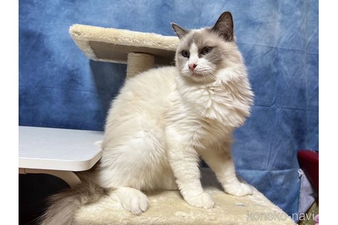 成約済の千葉県のラグドール-90207の4枚目