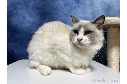 成約済の千葉県のラグドール-90207の1枚目