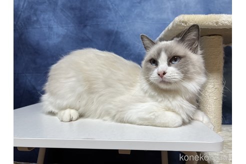 成約済の千葉県のラグドール-90207の3枚目