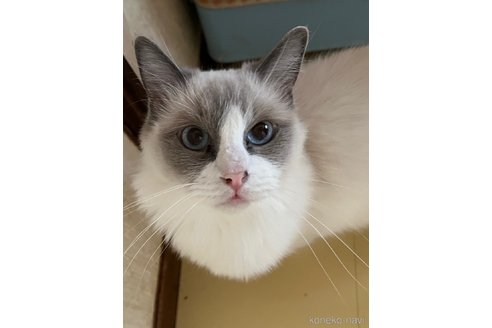 成約済の千葉県のラグドール-90207の2枚目