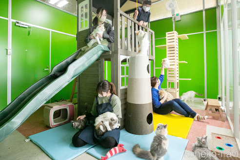 成約済の神奈川県のノルウェージャンフォレストキャット-84474の2枚目