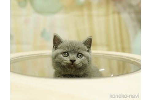 成約済の千葉県のブリティッシュショートヘア-90228の6枚目