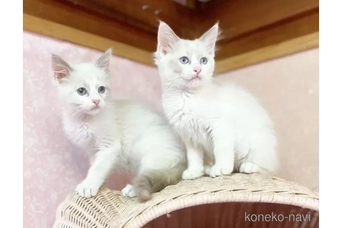 成約済の福岡県のラグドール-90231の5枚目