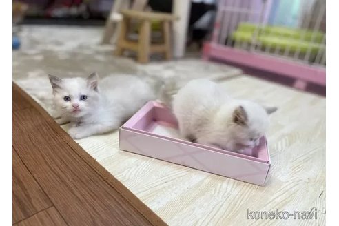 成約済の福岡県のラグドール-90231の4枚目