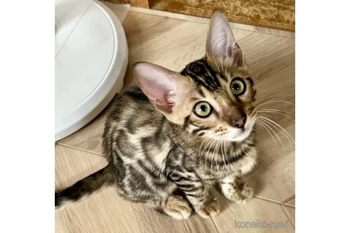成約済の愛知県のベンガル-90247の1枚目