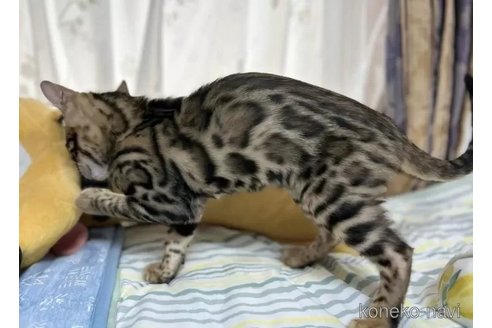 成約済の愛知県のベンガル-90247の4枚目