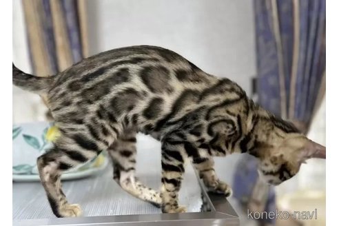 成約済の愛知県のベンガル-90247の3枚目