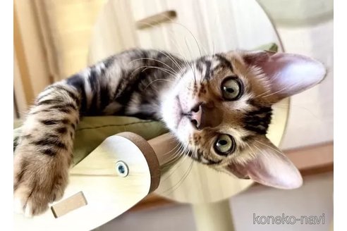 成約済の愛知県のベンガル-90247の2枚目