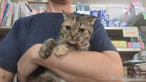 成約済の茨城県のスコティッシュフォールド-90260の1枚目