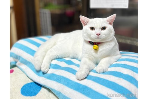 成約済の千葉県のスコティッシュフォールド-74131の9枚目
