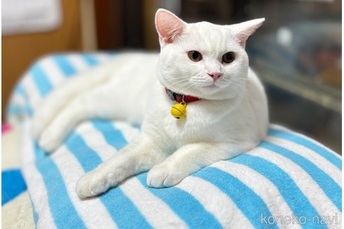 成約済の千葉県のスコティッシュフォールド-74131の8枚目