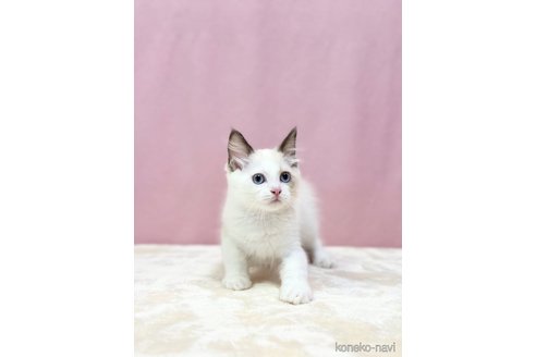 成約済の埼玉県のラグドール-83704の4枚目