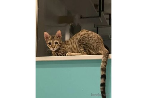 成約済の茨城県のサバンナキャット-90277の2枚目