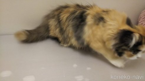 成約済の栃木県のミヌエット-78955の2枚目