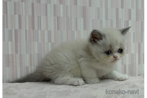成約済の千葉県のエキゾチックショートヘア-90286の3枚目