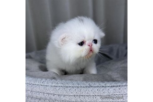 成約済の栃木県のエキゾチックショートヘア-90289の2枚目