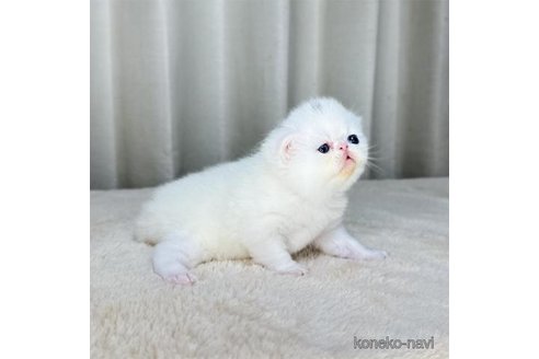 成約済の栃木県のエキゾチックショートヘア-90289の3枚目