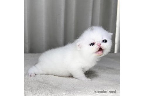 成約済の栃木県のエキゾチックショートヘア-90289の4枚目